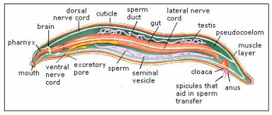 Loa Loa - The Reproductive System
