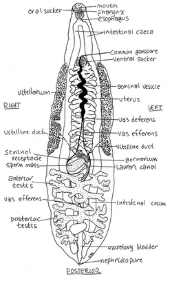 Liver Fluke - The Reproductive System